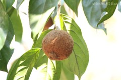Hydnocarpus pentandrus